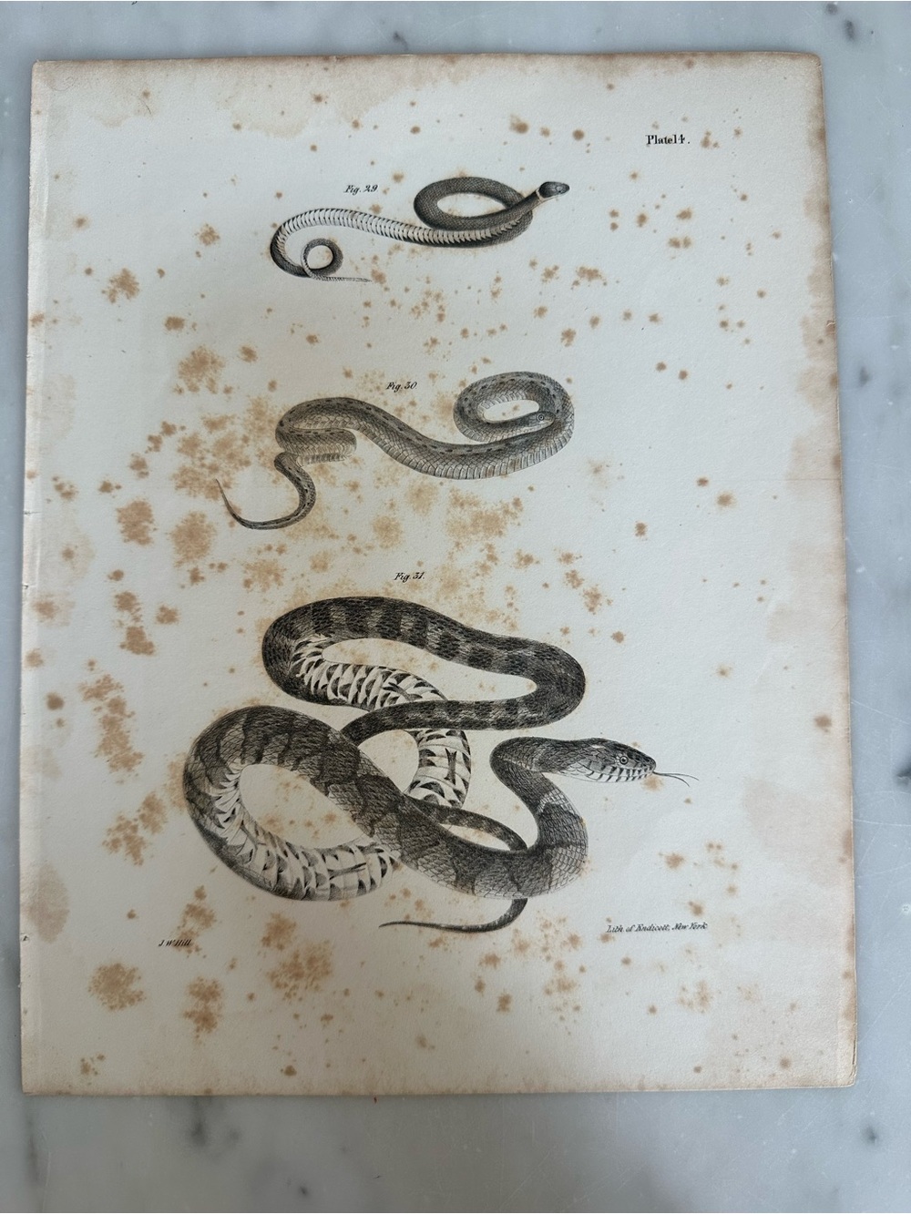 Antique Plate 14 from James E. De Kay's Natural History of New York Snakes
